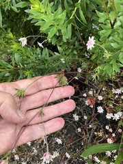 Actinotus forsythii