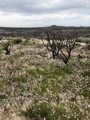Actinotus forsythii