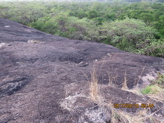 Caprimulgus tristigma