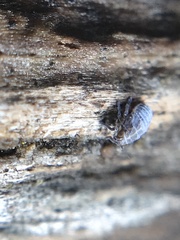 Javesella pellucida