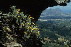 Euryops pectinatus pectinatus
