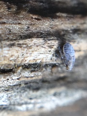 Javesella pellucida
