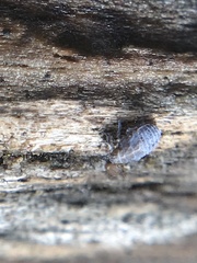 Javesella pellucida