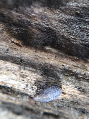 Javesella pellucida
