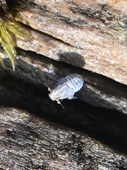 Javesella pellucida