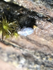 Javesella pellucida