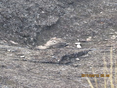 Caprimulgus tristigma