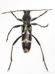 Chlorophorus figuratus