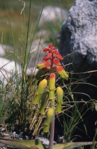 Lachenalia luteola