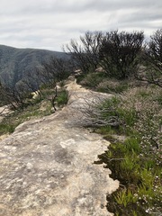 Actinotus forsythii