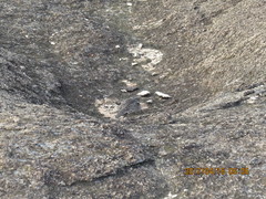 Caprimulgus tristigma