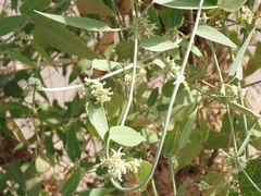 Leptadenia lanceolata image