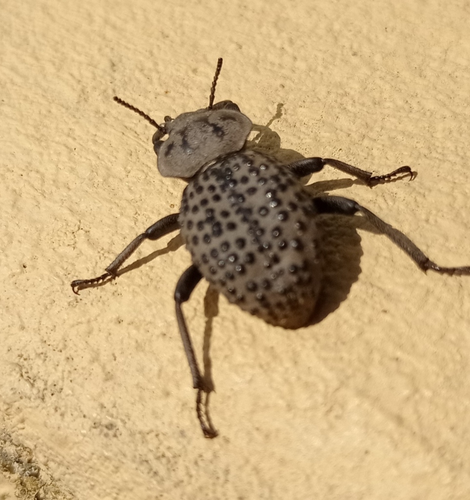 Scotobius pilularius