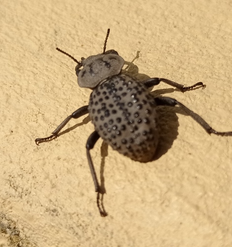 Scotobius pilularius