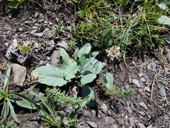 Psephellus paucilobus