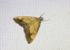 Evergestis limbata