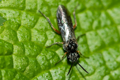 Dolerus vestigialis