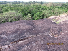 Caprimulgus tristigma