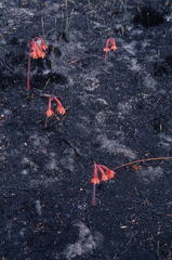 Cyrtanthus ventricosus