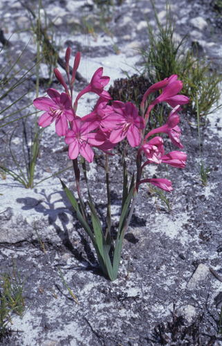 Image of Watsonia rogersii by (c) Tom Lloyd Evans, some rights reserved (CC BY-SA)