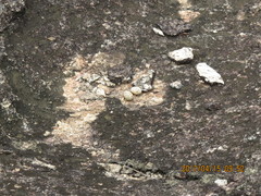 Caprimulgus tristigma