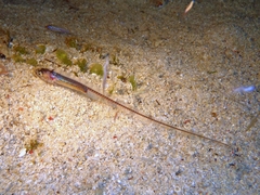 Encheliophis homei
