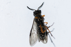 Dolerus vestigialis