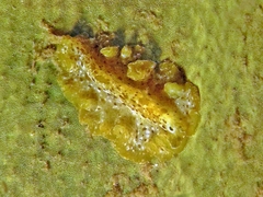 Pseudobiceros murinus