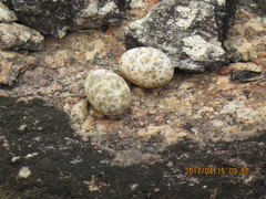 Caprimulgus tristigma