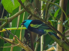 Stilpnia cyanicollis