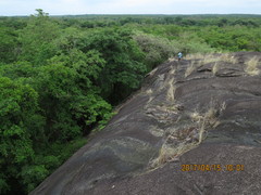 Caprimulgus tristigma