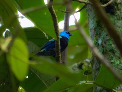 Stilpnia cyanicollis