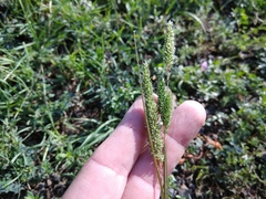 Phleum paniculatum