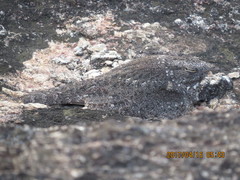 Caprimulgus tristigma