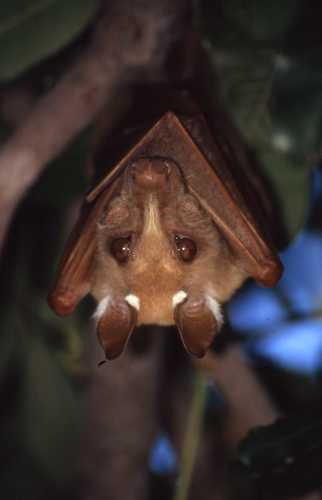 Peters's Epauletted Fruit Bat