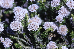 Ozothamnus alpinus