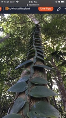 Rhaphidophora