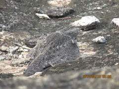 Caprimulgus tristigma