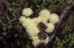 Trichostetha capensis capensis