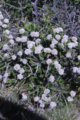 Ozothamnus alpinus