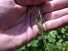 Glyceria nemoralis