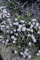 Ozothamnus alpinus