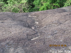 Caprimulgus tristigma