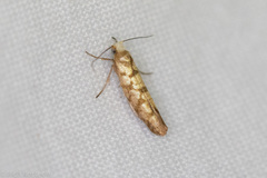 Argyresthia alternatella