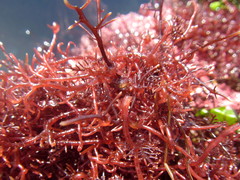 Hypnea