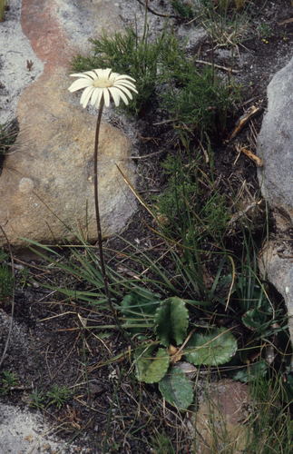 Image of Gerbera wrightii by (c) Tom Lloyd Evans, some rights reserved (CC BY-SA)