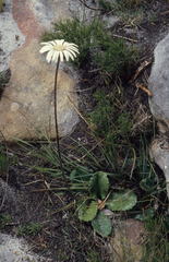 Gerbera wrightii