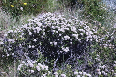 Ozothamnus alpinus