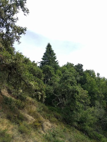 Abies bracteata, photographed by an iNaturalist contributor