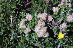 Ozothamnus alpinus